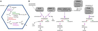 A Survey of Bacterial Microcompartment Distribution in the Human Microbiome